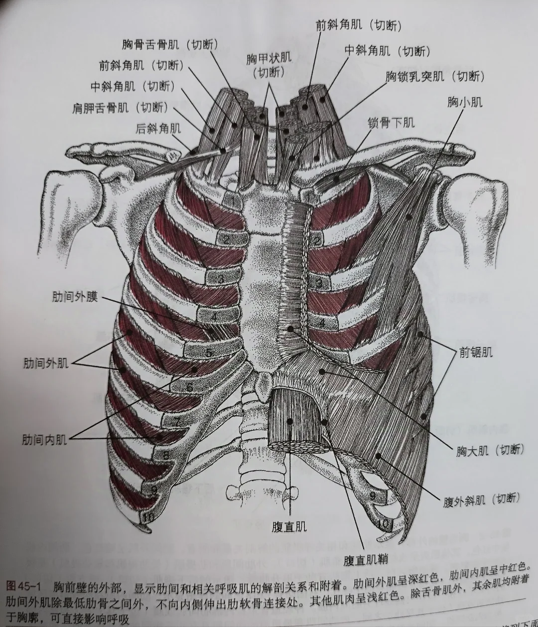 肋间肌和膈肌介绍