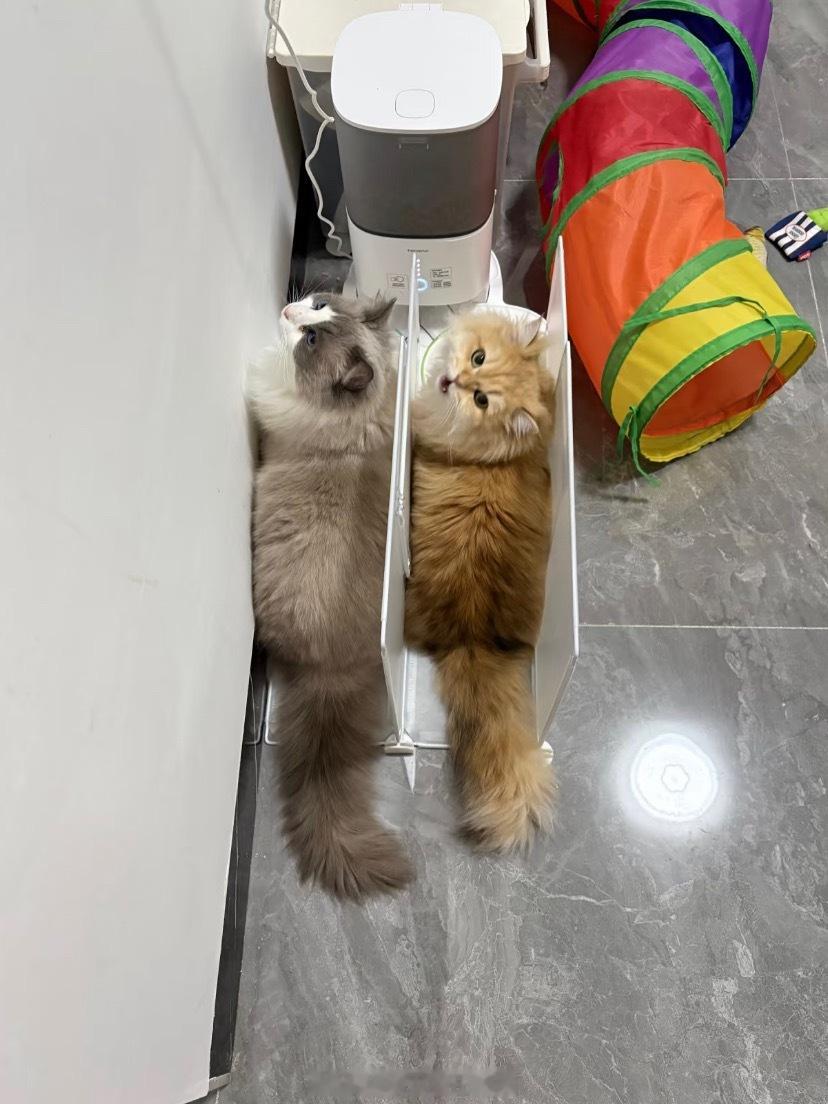 多猫家庭的端水方式一猫一餐位🐱就不会出现一只多吃 一只少吃的情况兴趣稀引力计划