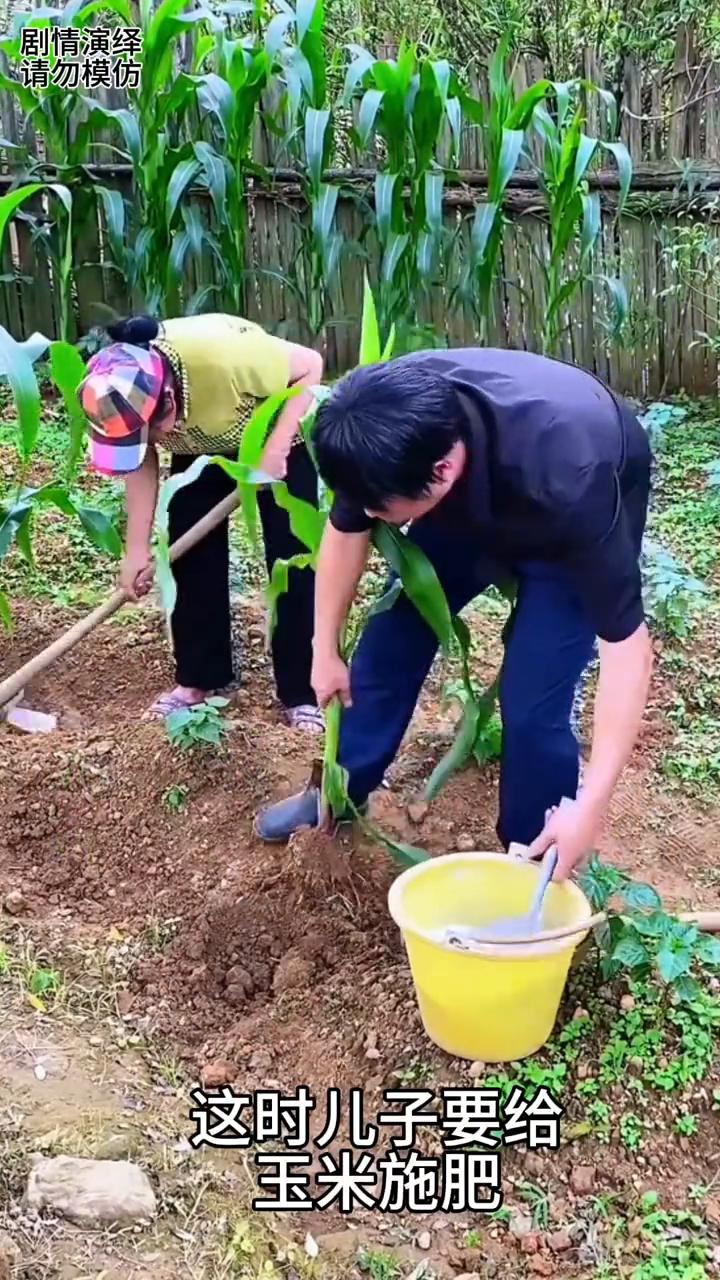 儿子施肥时给玉米挖起来，下一秒母亲看到赶紧阻止他。
母子两个在地里干农活，这时儿