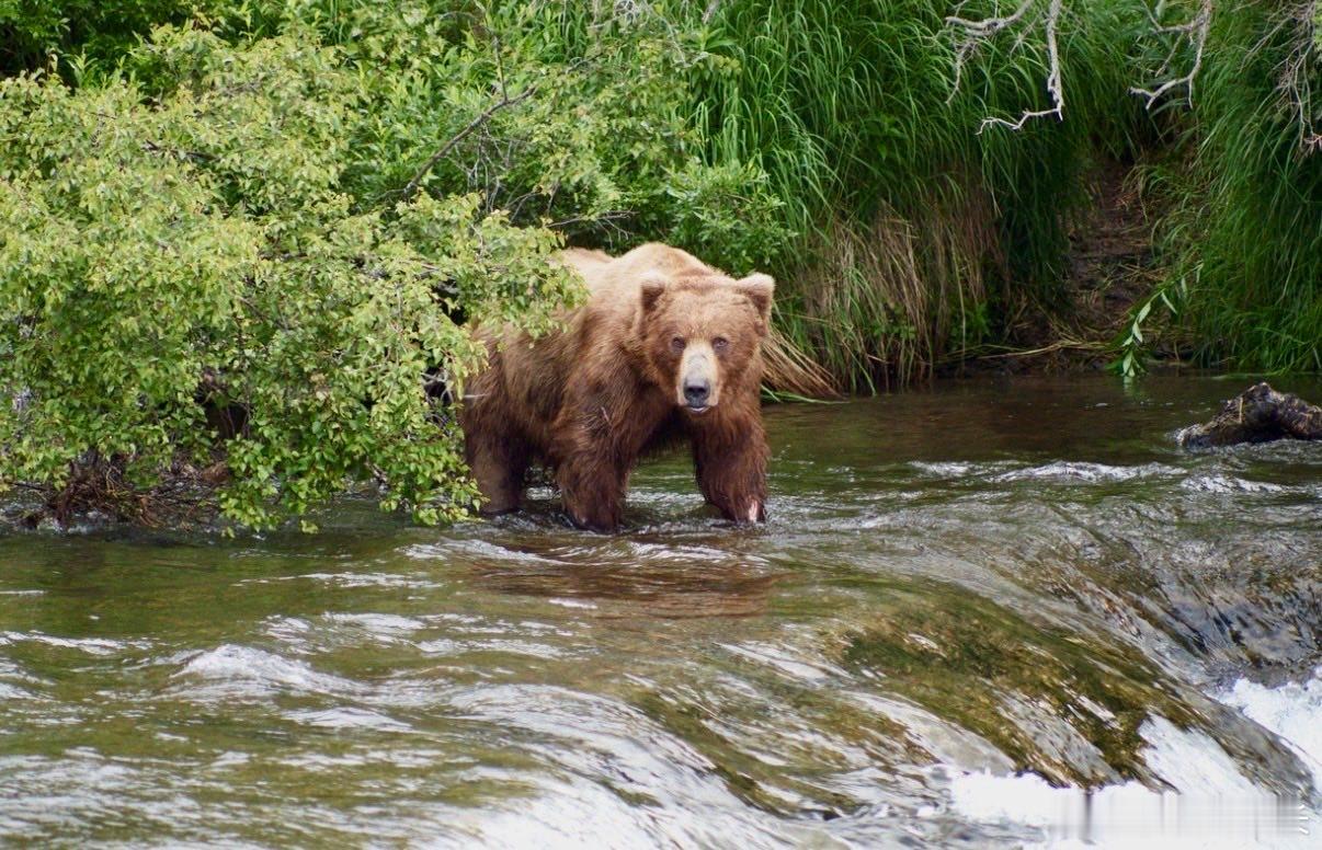 野外摄影师🐻💦 在阿福格纳克岛上，我跟这头大家伙靠得实在太近了，近得让人心里