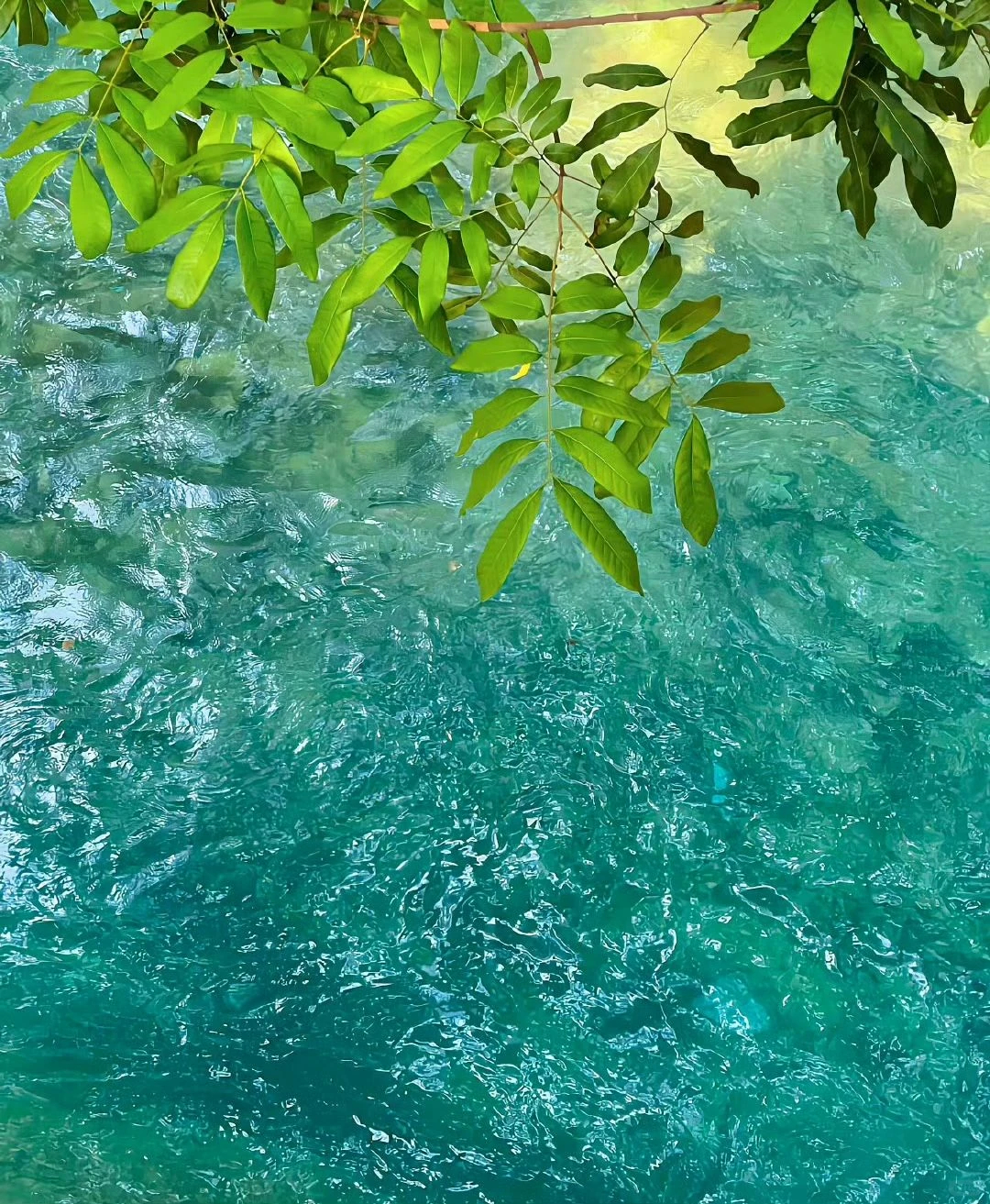朋友圈背景丨树会知道春的来意