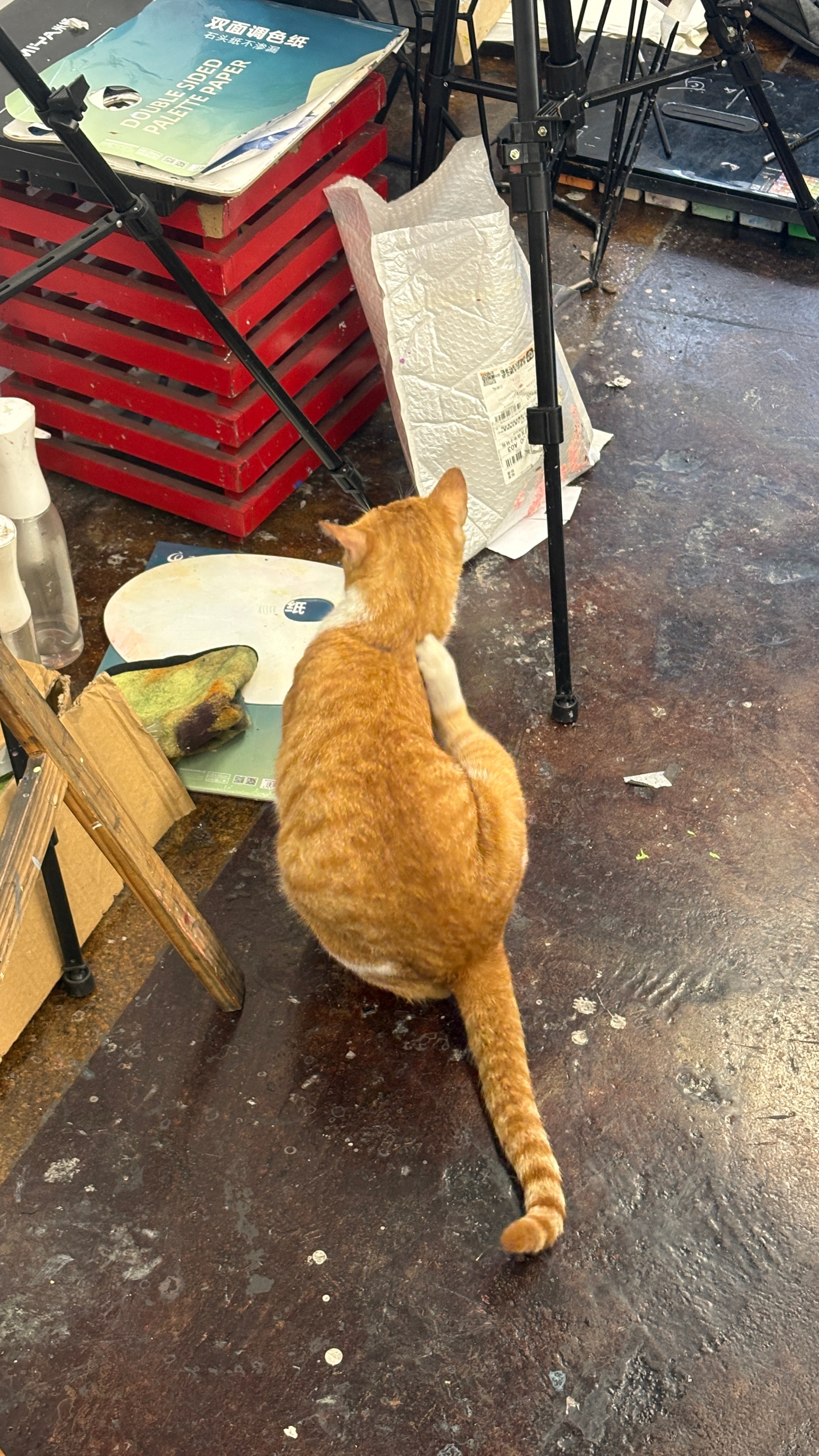 这只猫打我