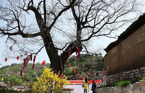 我们村有一棵老槐树，村民一直把老槐树敬为神灵，据说过去有个小女孩看见老槐树里边不