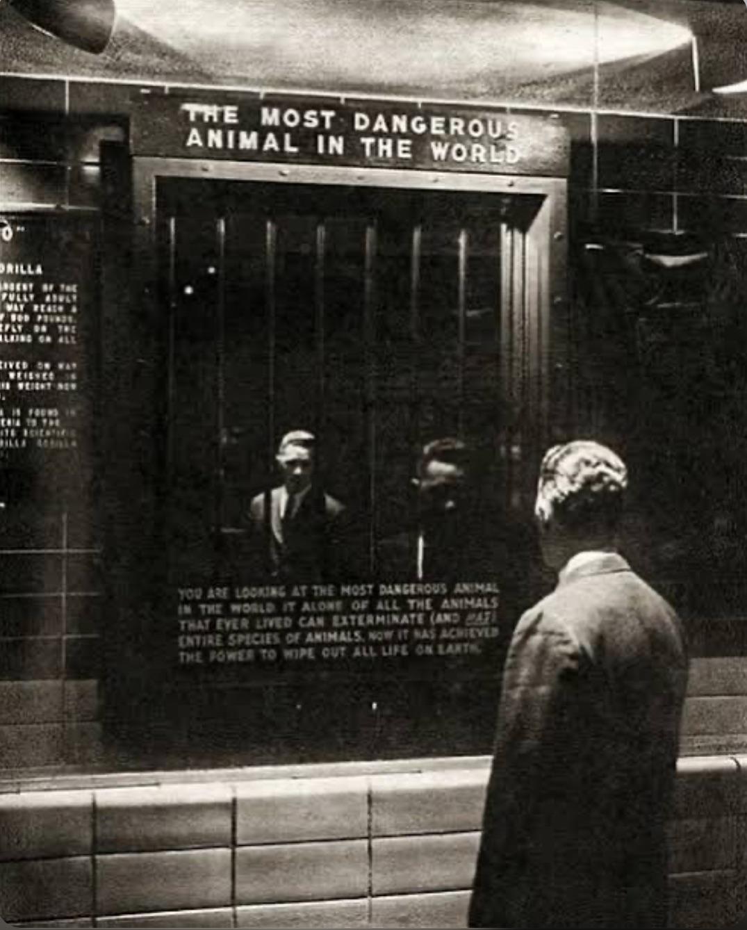 这是1963年纽约布朗克斯动物园的展览“世界上最危险的动物”，一面镜子让参观者看