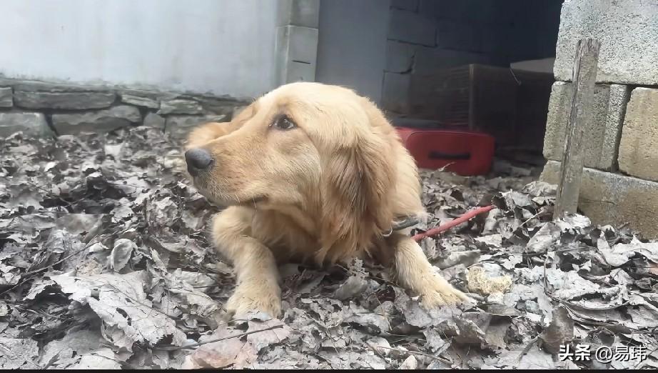 太可怜了！这天一位小哥哥去散步，当他走到一个城中村的时候，听到路边的旧房子里狗狗