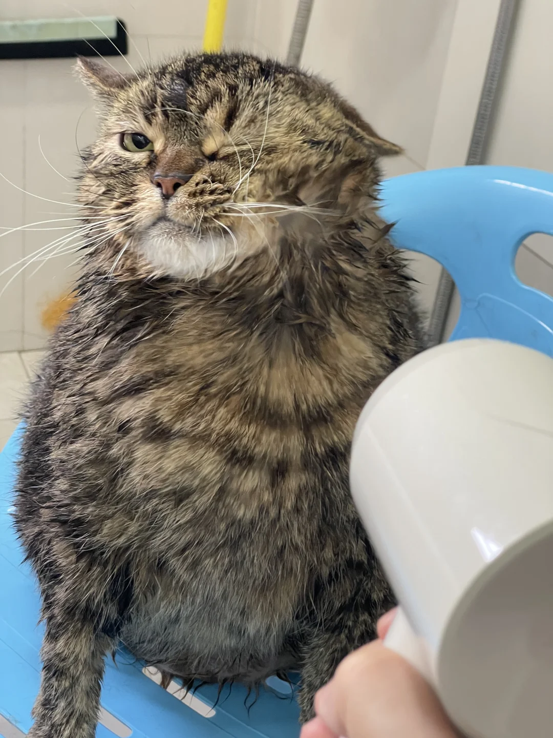 ✌️我的猫咪很香香