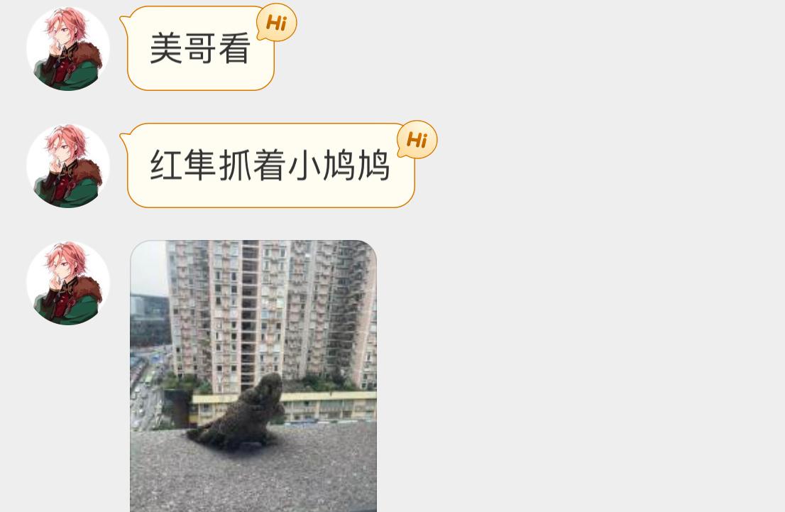 ？？？红隼和它最好吃的朋友（珠颈斑鸠） ​​​