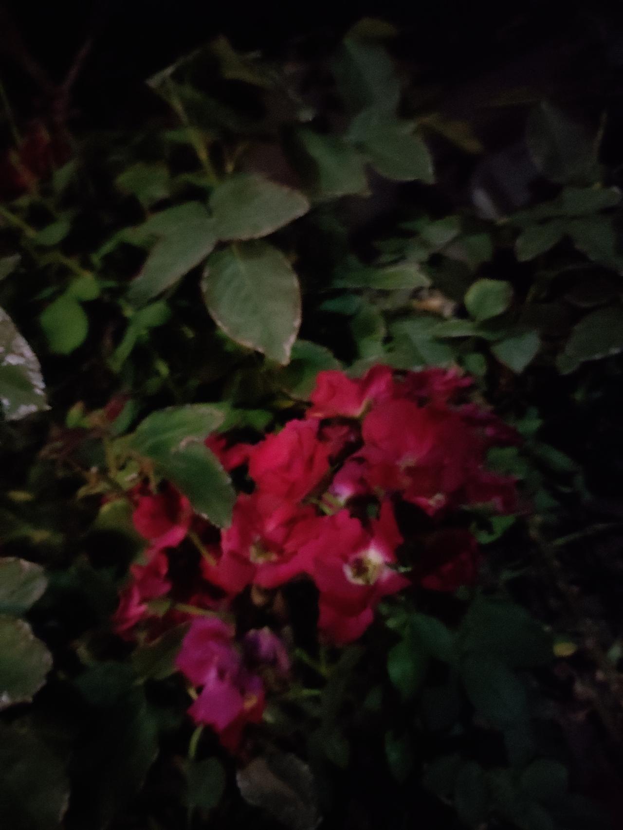 ​
2. 夜幕掩映繁花，红花藏于绿叶之间，静享夜晚独有的温柔。