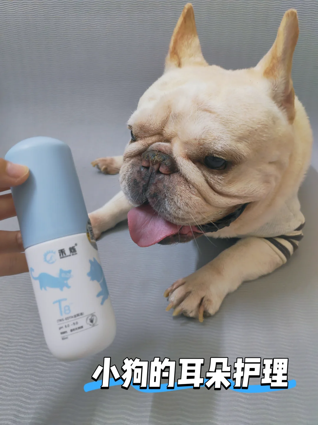 家养油耳朵小狗🐩  谁懂！😮‍💨