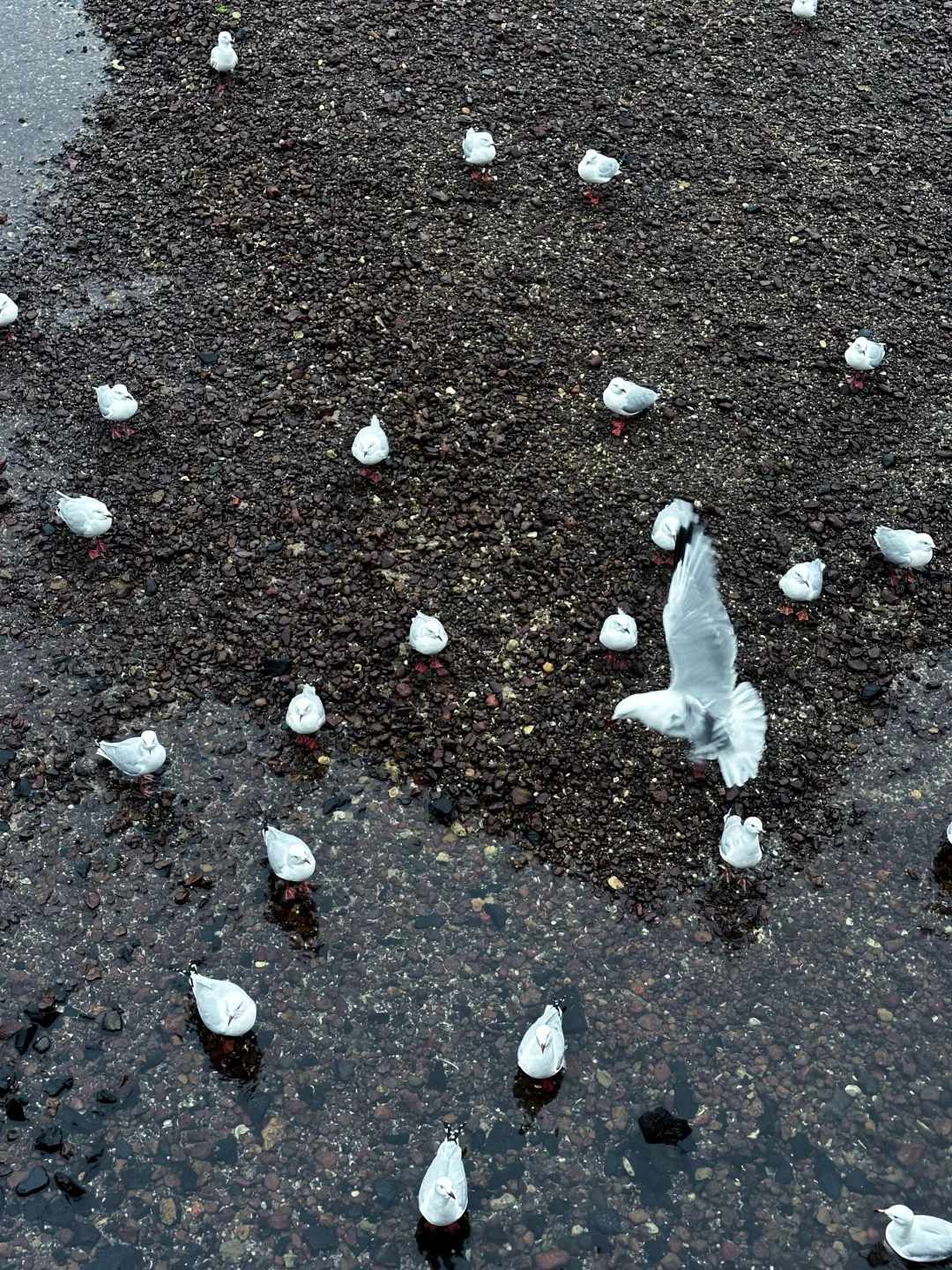 从墨尔本到悉尼的live图