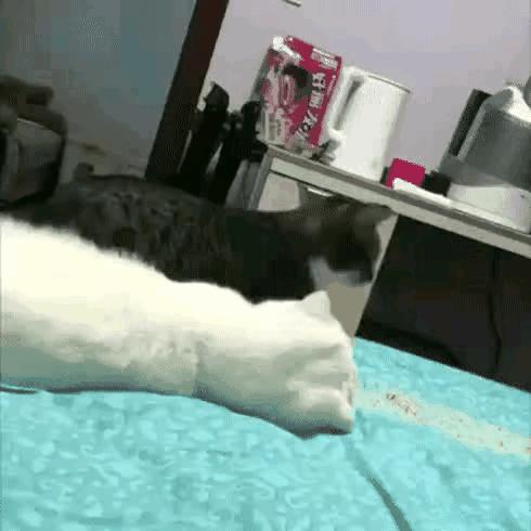 这猫咪真厉害，未卜先知。