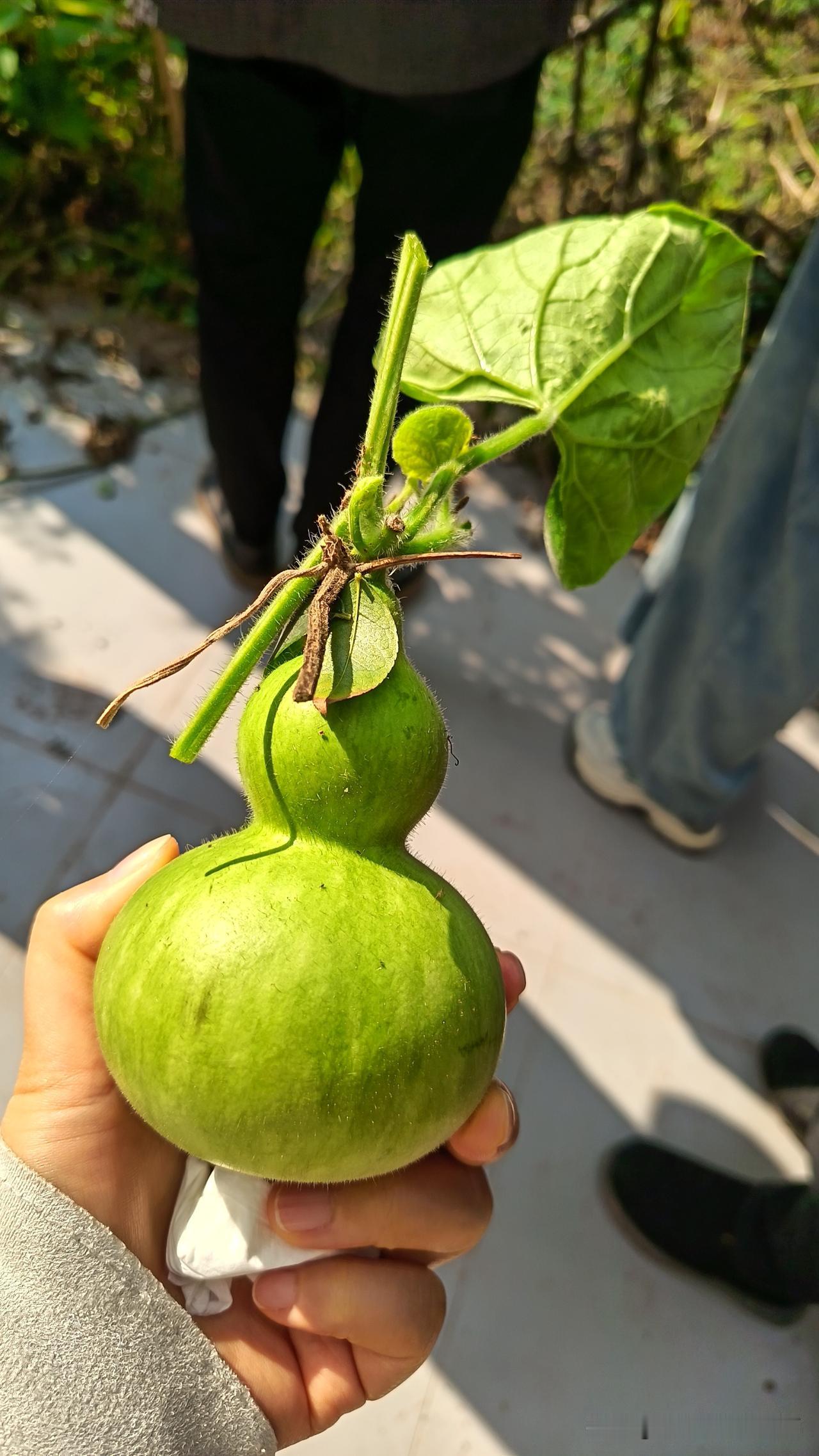 葫芦，福禄
特别的形状，特别的名字，特别的寓意
你看到它，就是欢喜
