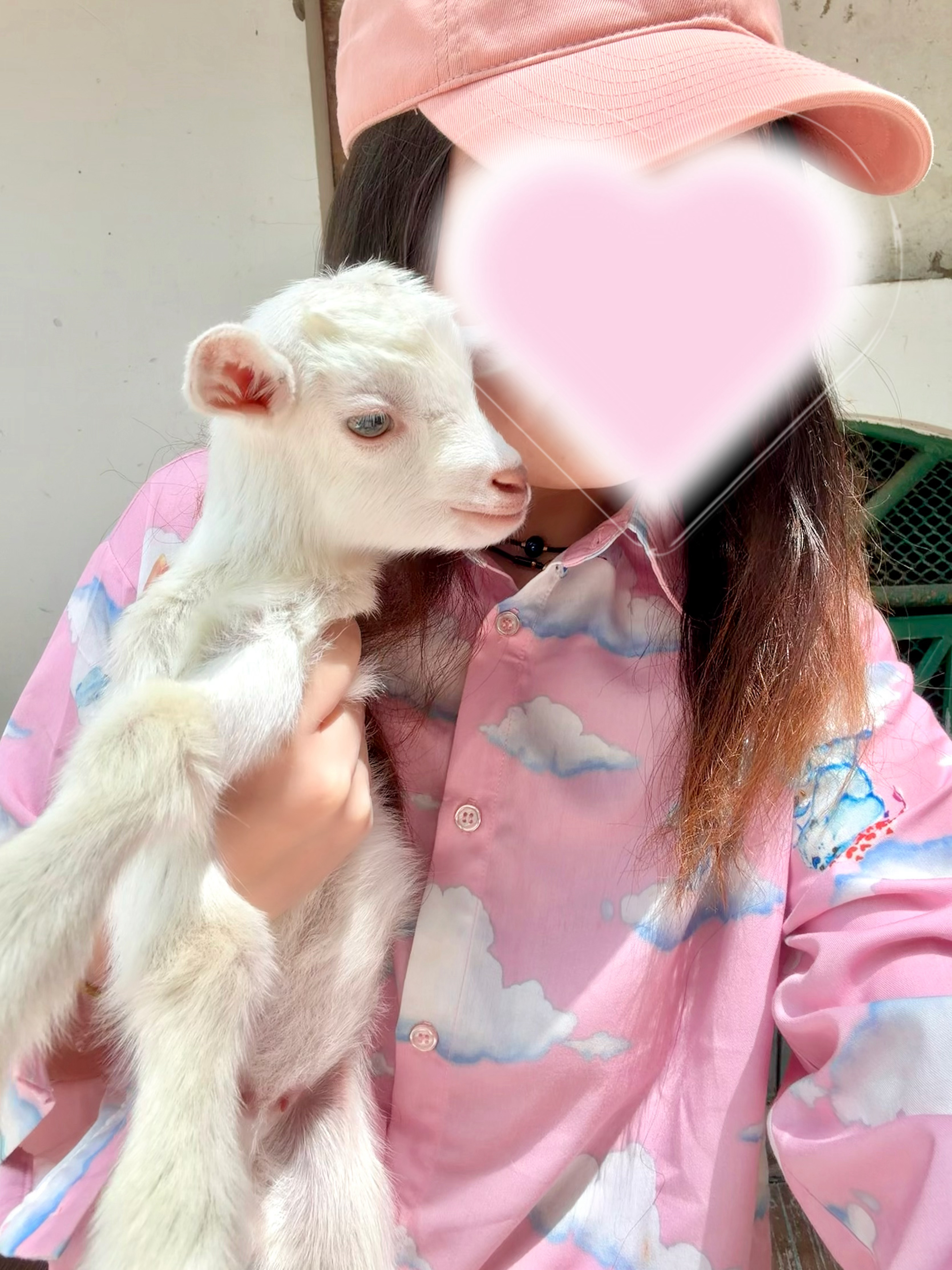 睹羊思咩…真的真的 很想念小咩 