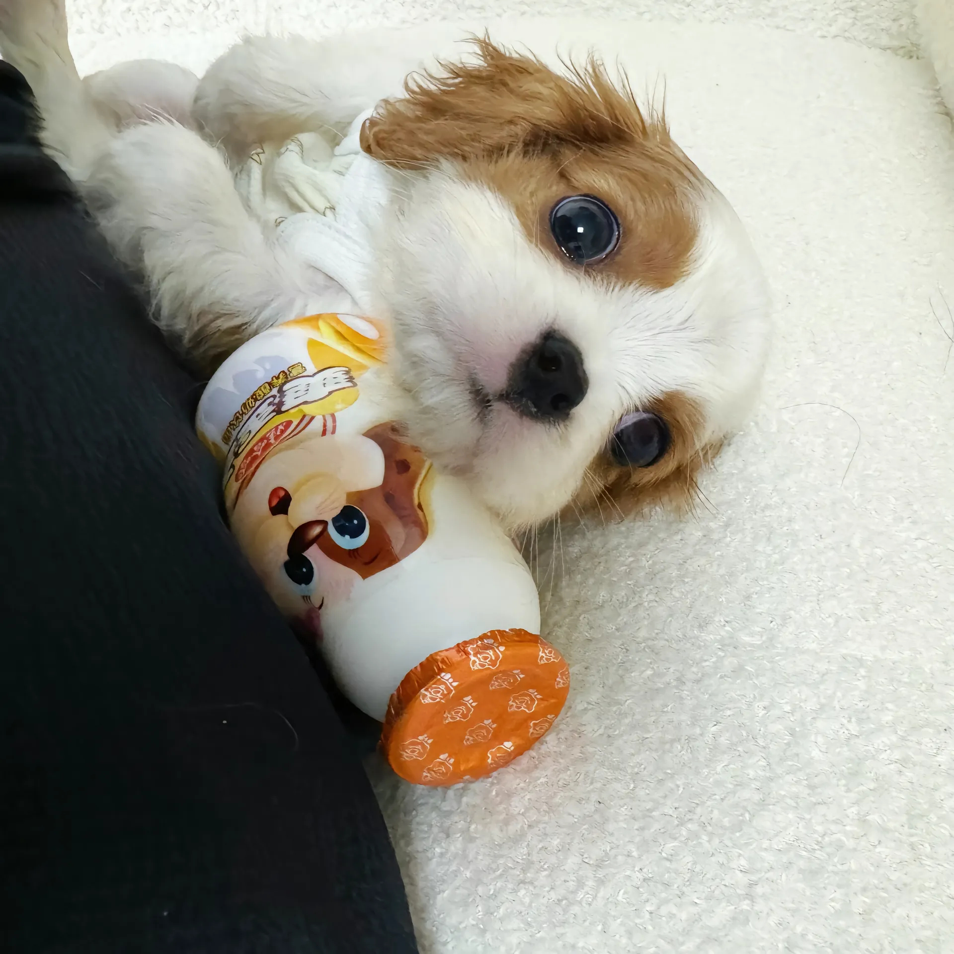 水汪汪大眼睛的小查理王。#水灵灵的爽歪歪狗狗 # ​​​