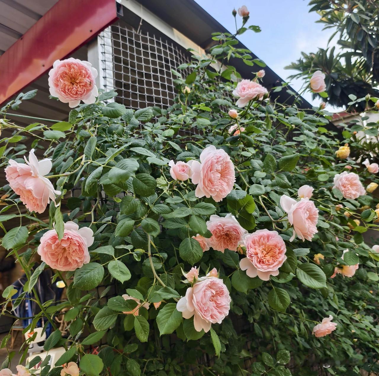 你看这是什么花？

我这棵爬墙月季又爆花了，过往的路人都会驻足观看，真的太美了，