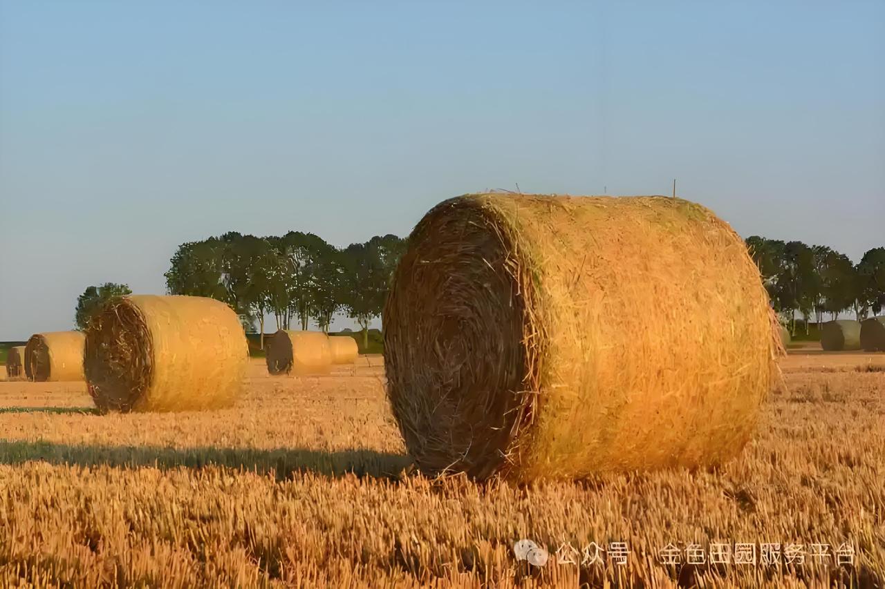 黄石阳新把秸秆玩出了新花样，不再让它污染环境，反而成了农民增收的法宝。这里农作物