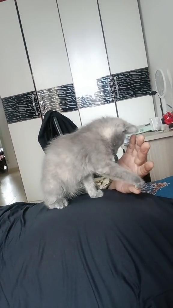 猫起床啦。不要起来啦。喵，不要。喵，不要。太粘人了，谁要免费拿去[灵光一闪][来