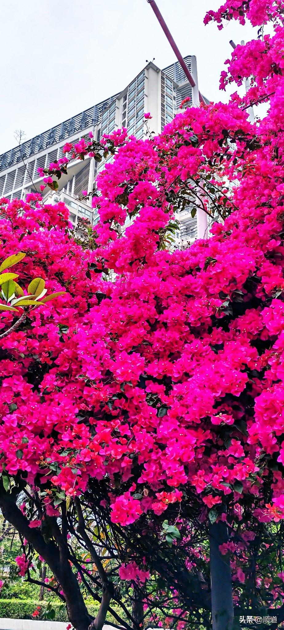 75岁老太太老伴没一个多月了。儿子儿媳让去他们家，老太太没主意是去还是不去。
幸