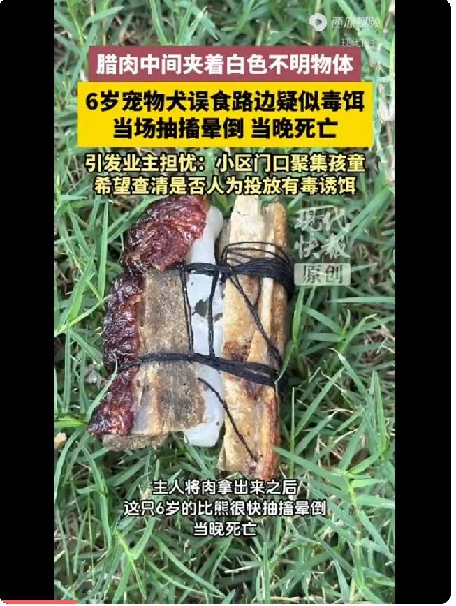 深圳女子在小区周围遛比熊，发现嘴里叼着一大块腊肉，取出没走几步狗就抽搐晕倒，送医