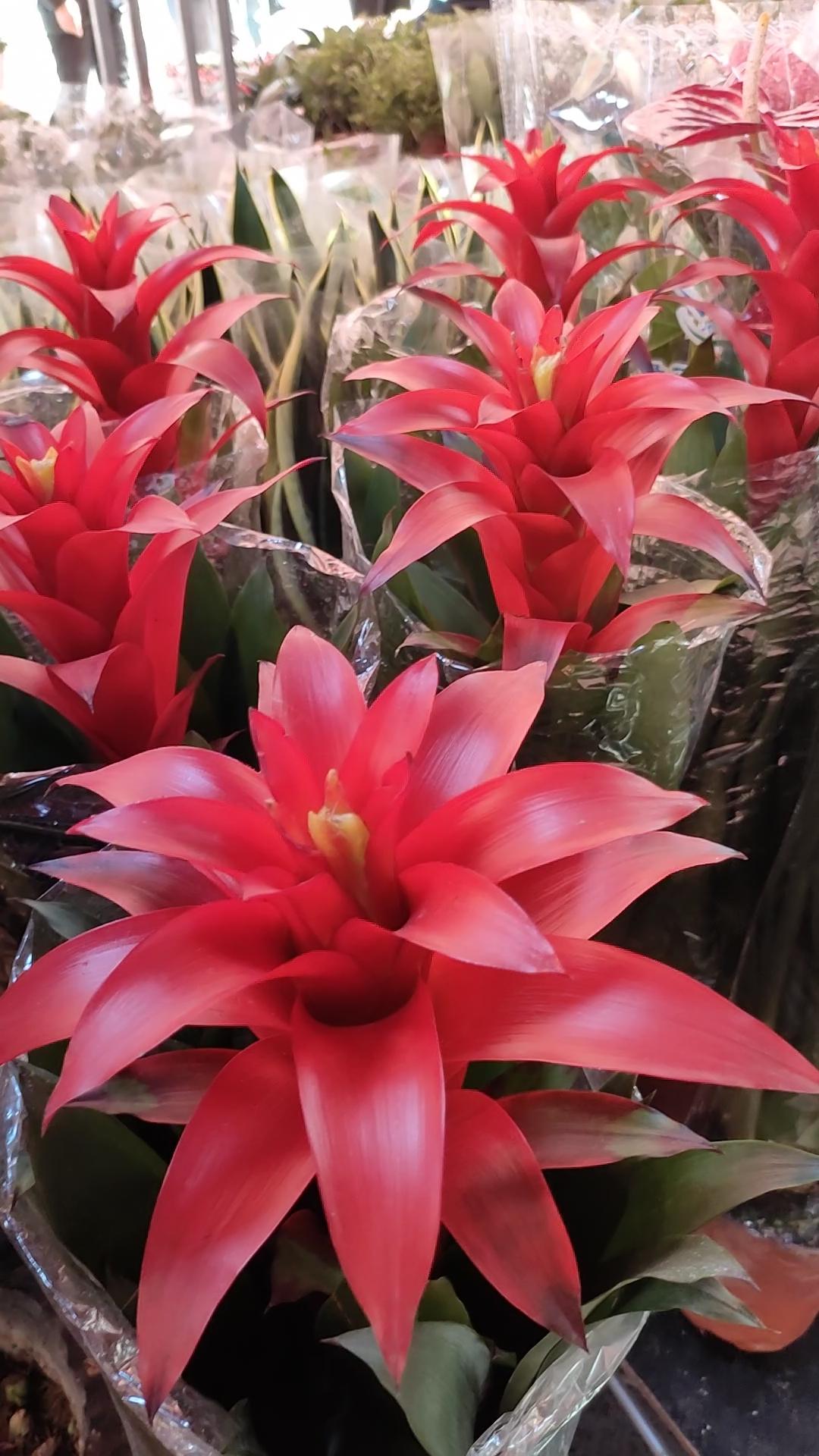 今日赏花，随手拍。火红的星芒点亮春光，这一抹鸿运当头，是日子里最鲜活的盼头。愿往