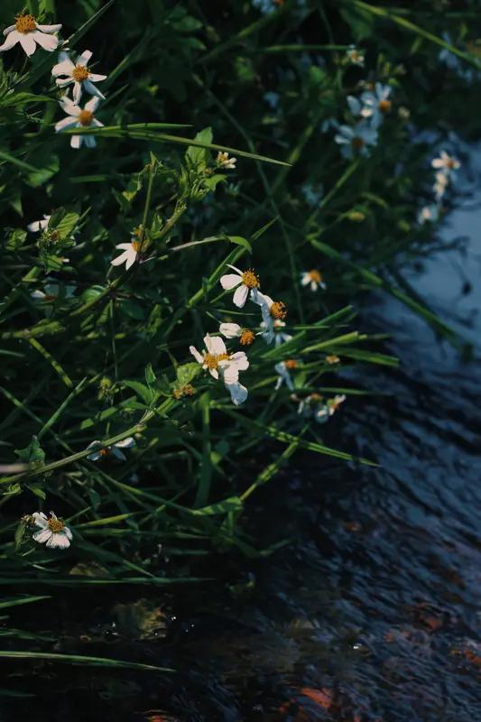 “不必急着活成别人眼里的应该。你是春天的树，不必羡慕秋天的果；是溪边的花，不必模