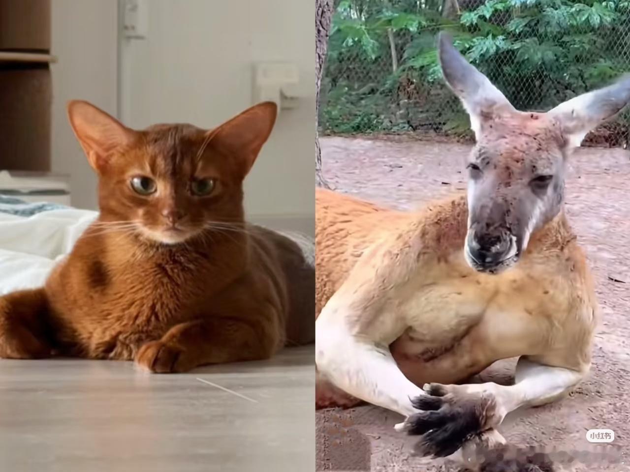 有的袋鼠会cos猫猫 