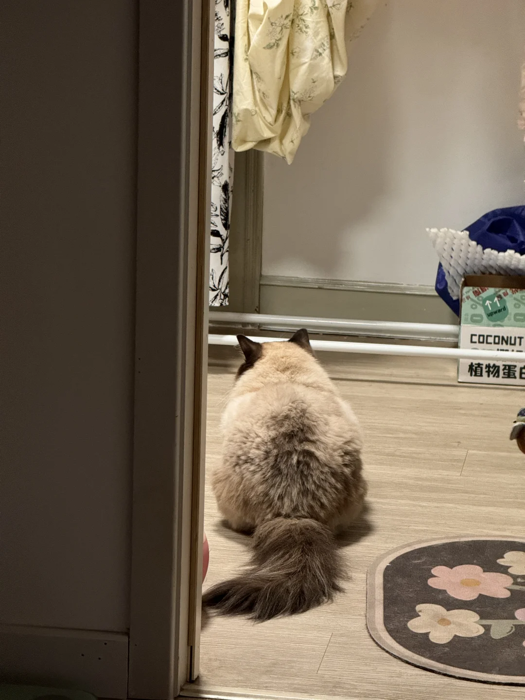看看你家猫吨位