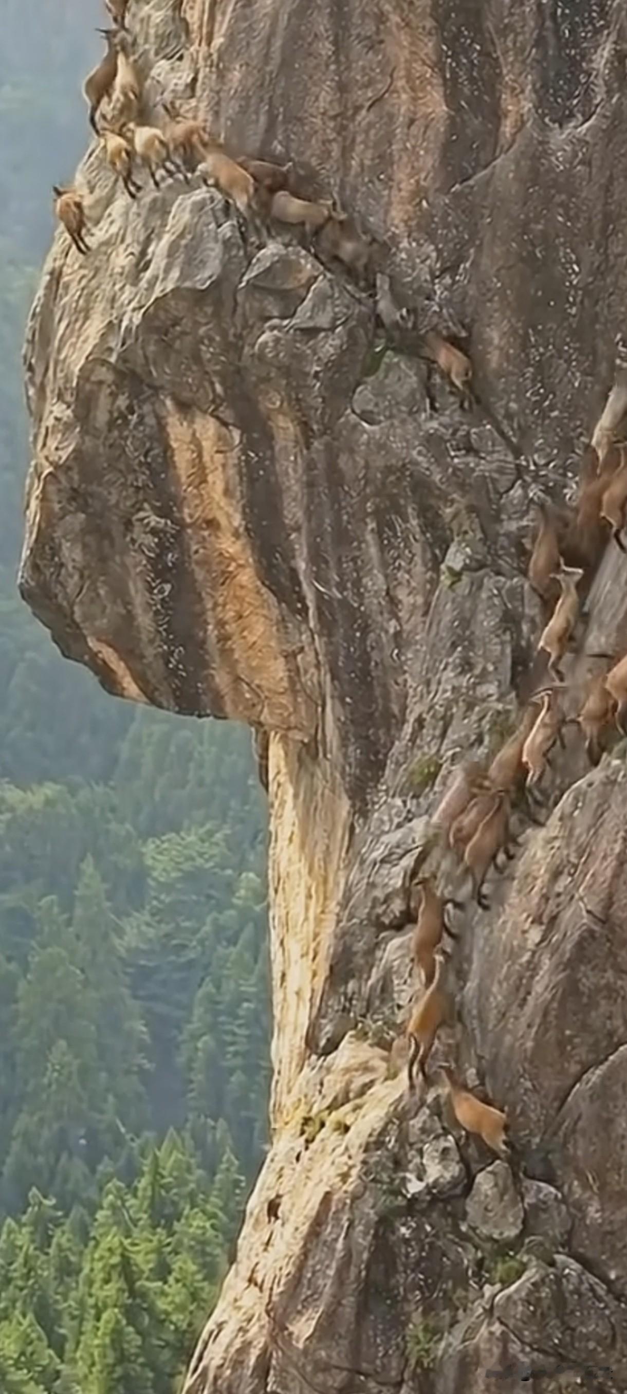 羊攀陡崖只为更好生存
  [微风][微风][微风][机智][微风][微风][微风