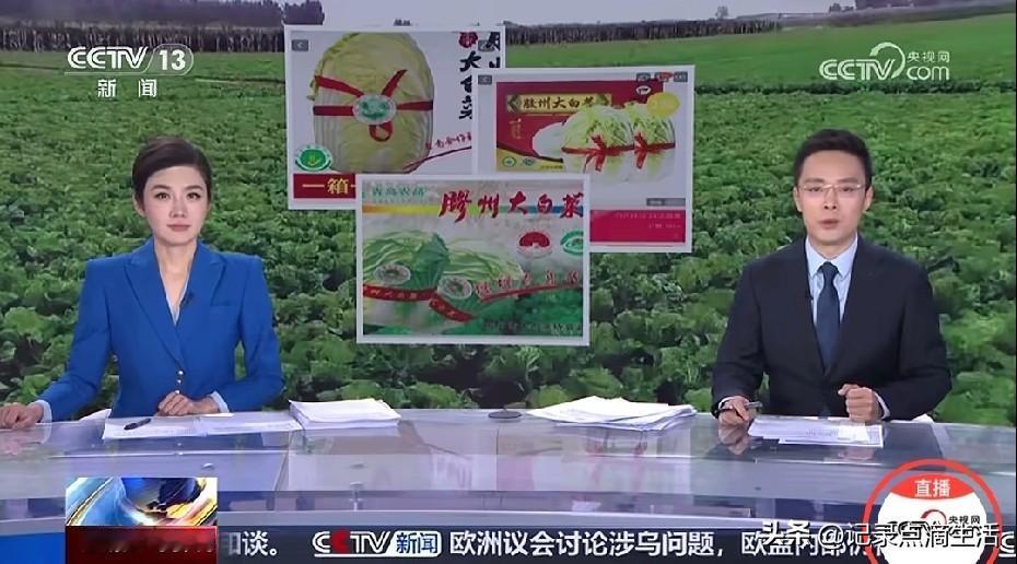 青岛因为白菜三天内两次上新闻！
两次都是因为白菜不再是白菜价。
央视报道的一个是