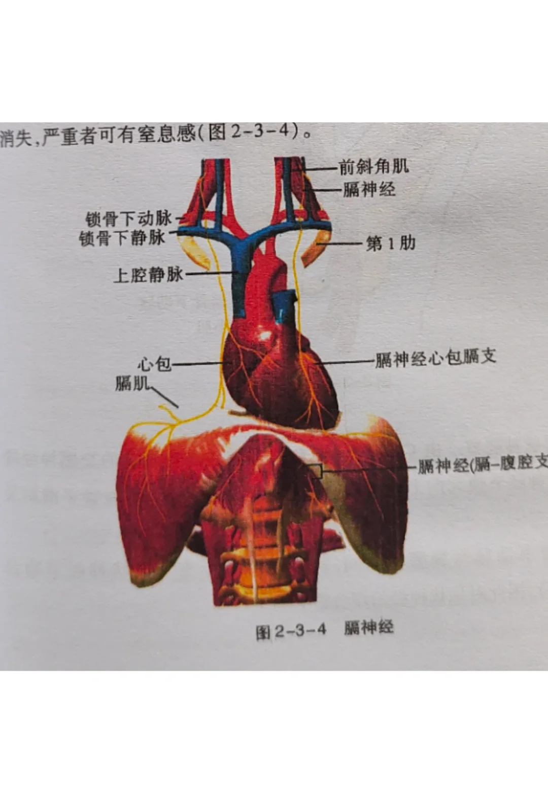 人体右边的膈肌比左边大