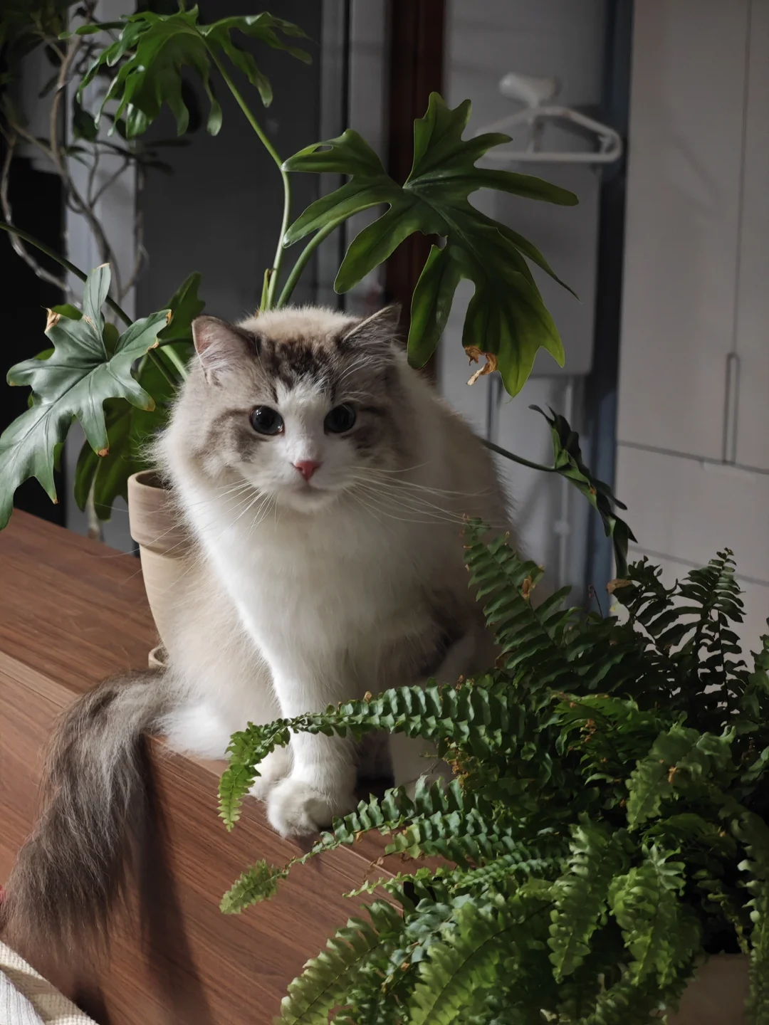 家里变成了小猫的丛林🌳
