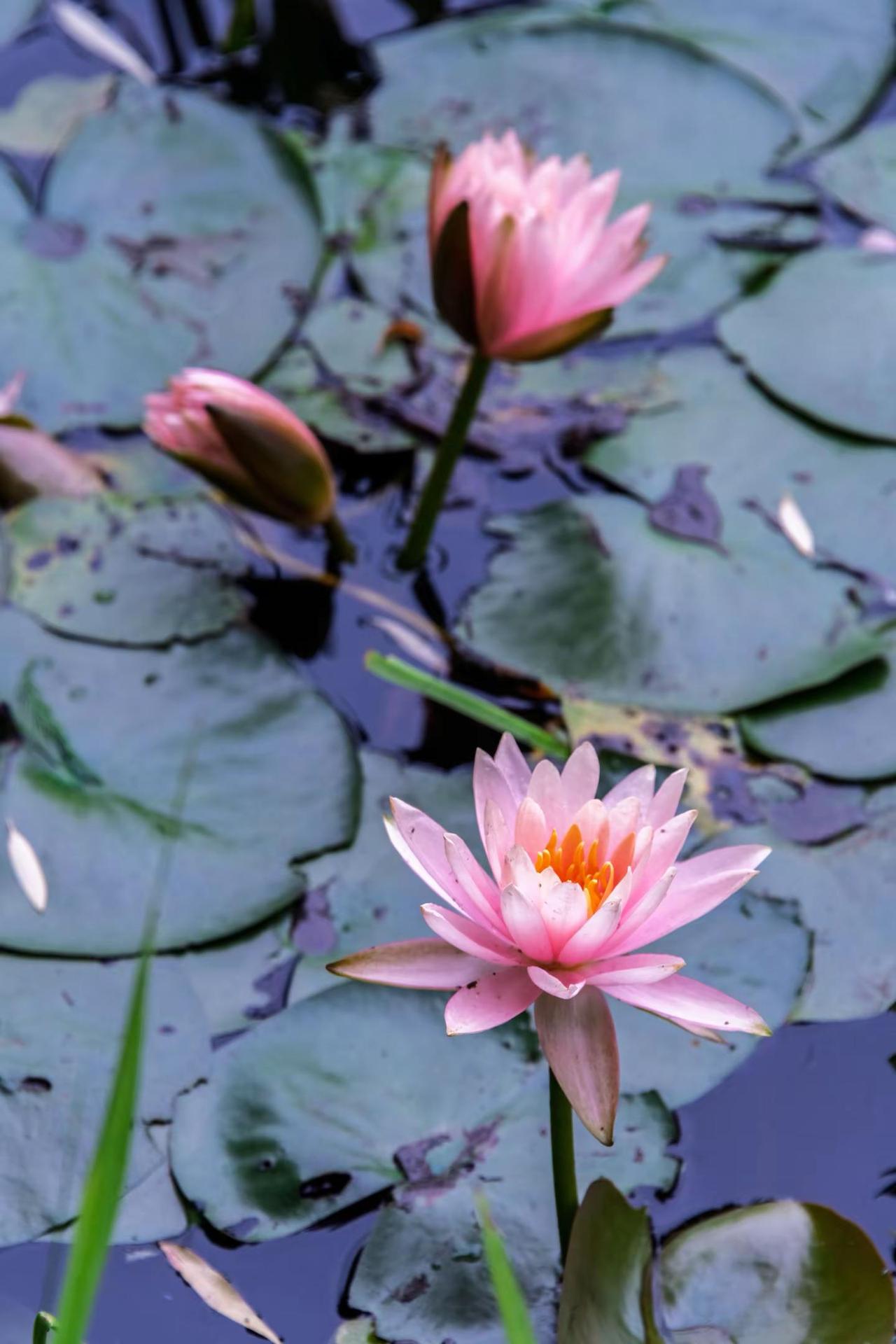 苏州虎丘湿地公园。苏州虎丘湿地公园夏日睡莲 莲花绽放瞬间有多美 睡莲的色彩世界 