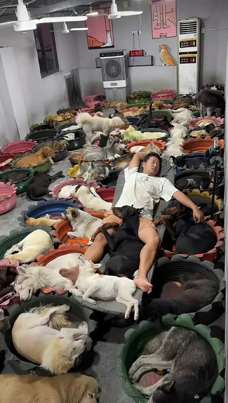 现在的年轻人有多任性？不养父母，不养孩子，却养了一群狗，与狗为伴！

"不婚不育