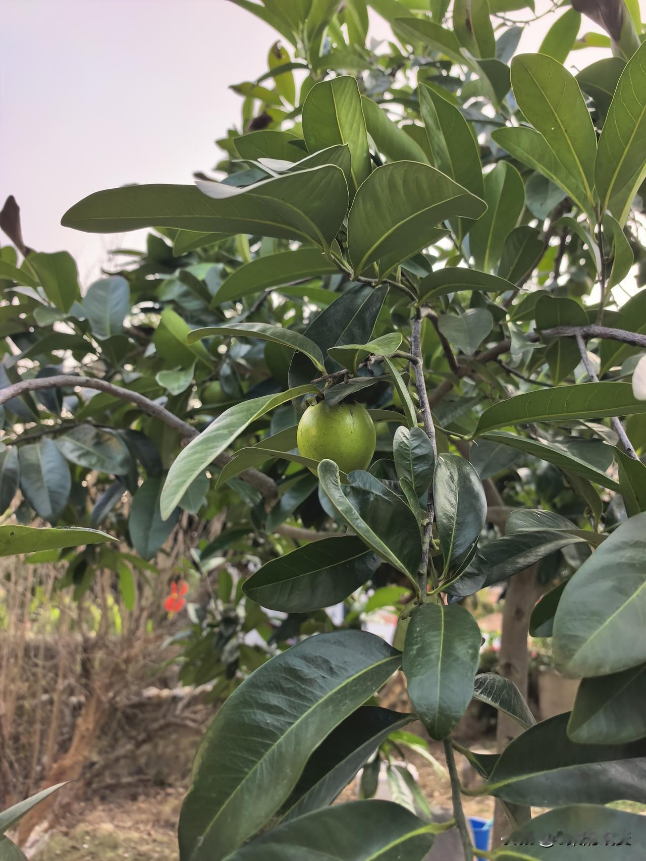 这是什么果实呢？不要问AI哈。