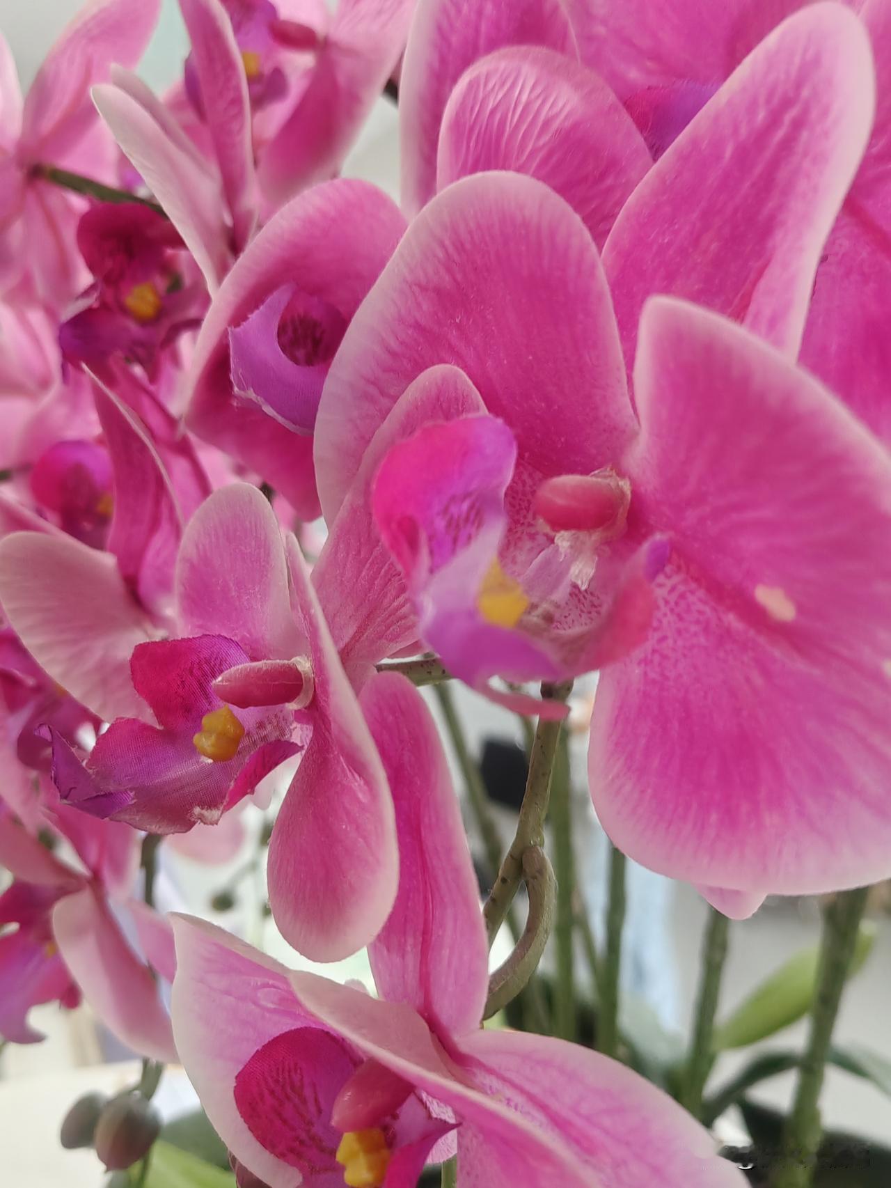 有没有学医的朋友或者专家，麻烦给诊断一下这个诊断结果该怎么办？“前降支中-重度狭