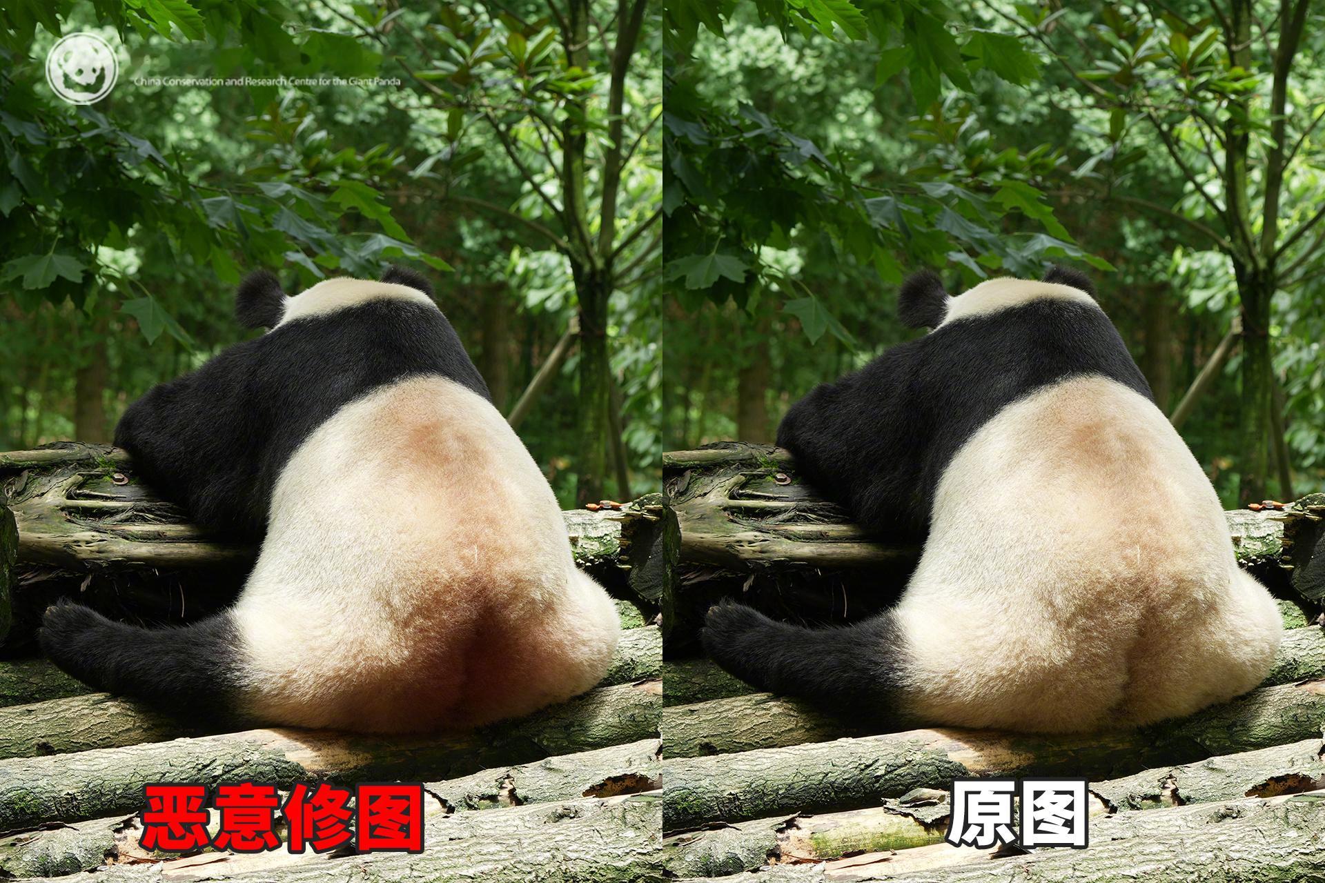 还大熊猫的脏屁股一个清白 一组将泥巴污渍变“血”和“血洞”的修图前后对比图。滚滚
