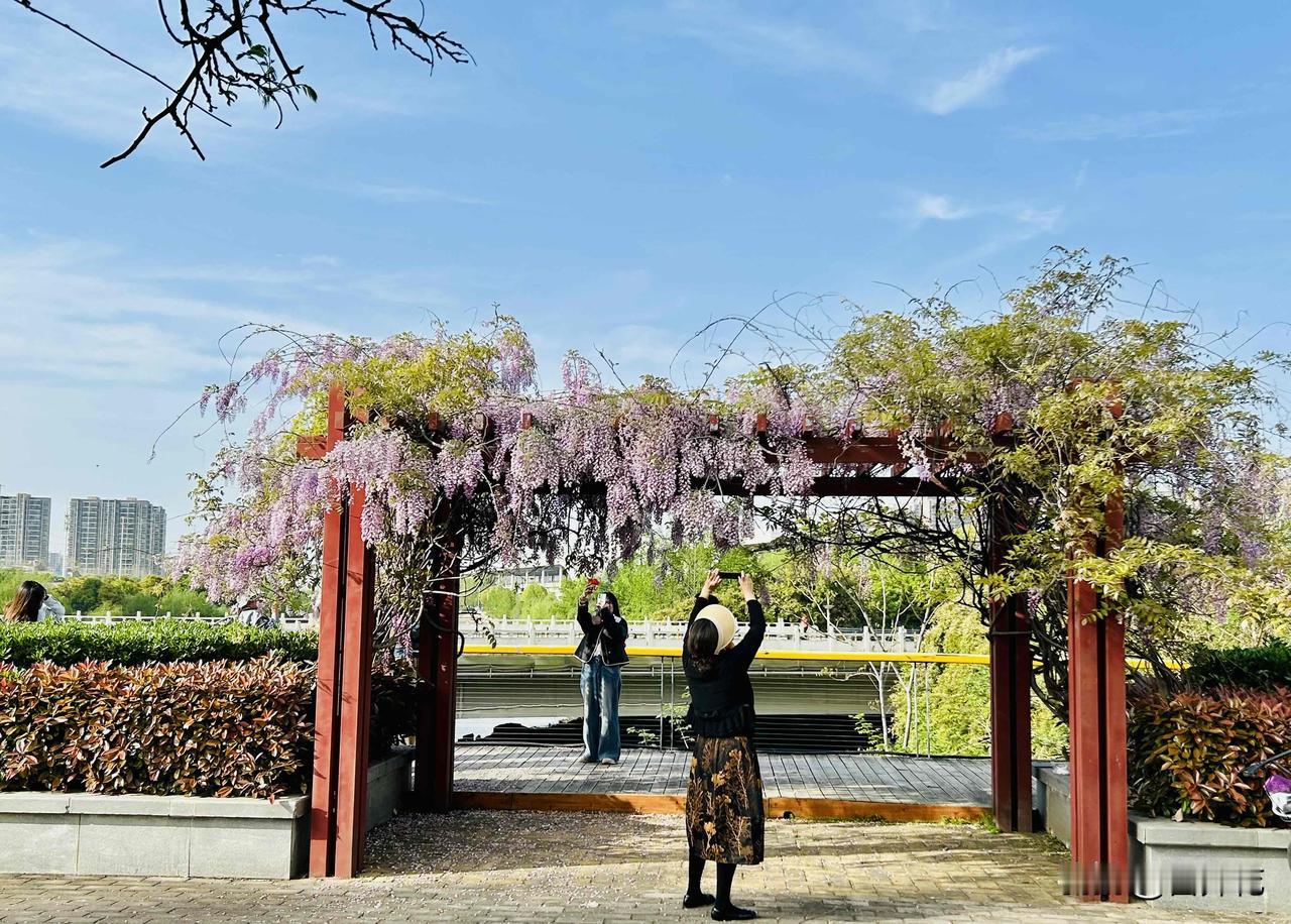 紫藤花架下的赏花者——春日打卡名场面（公园随拍）。构图巧妙地平衡了花架的框架感与