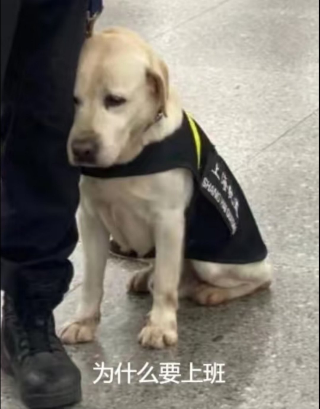 四只警犬挨个被点名通报批评 编制小狗：我大抵是困了，打开电脑，这哈欠没由来的打个