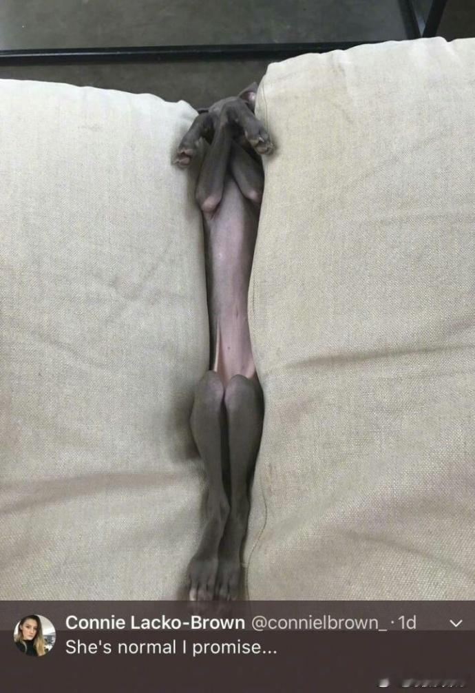 一网友说她家的汪也没什么特别的，就是姿势妖娆了一点 ​​​