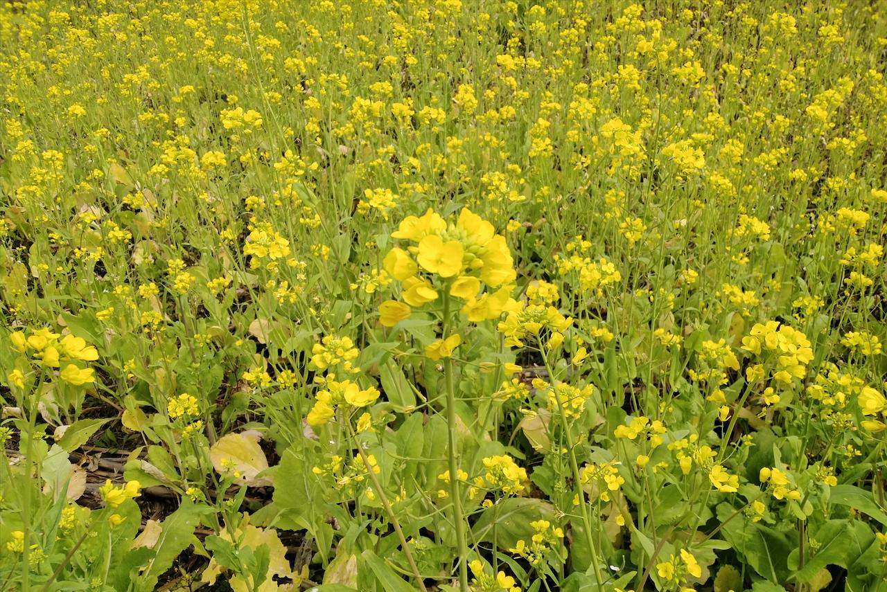 “你家狗咬了我家娃，赔钱！”“先管好你家熊孩子！”
老陈蹲在小区花坛边抽烟，手指