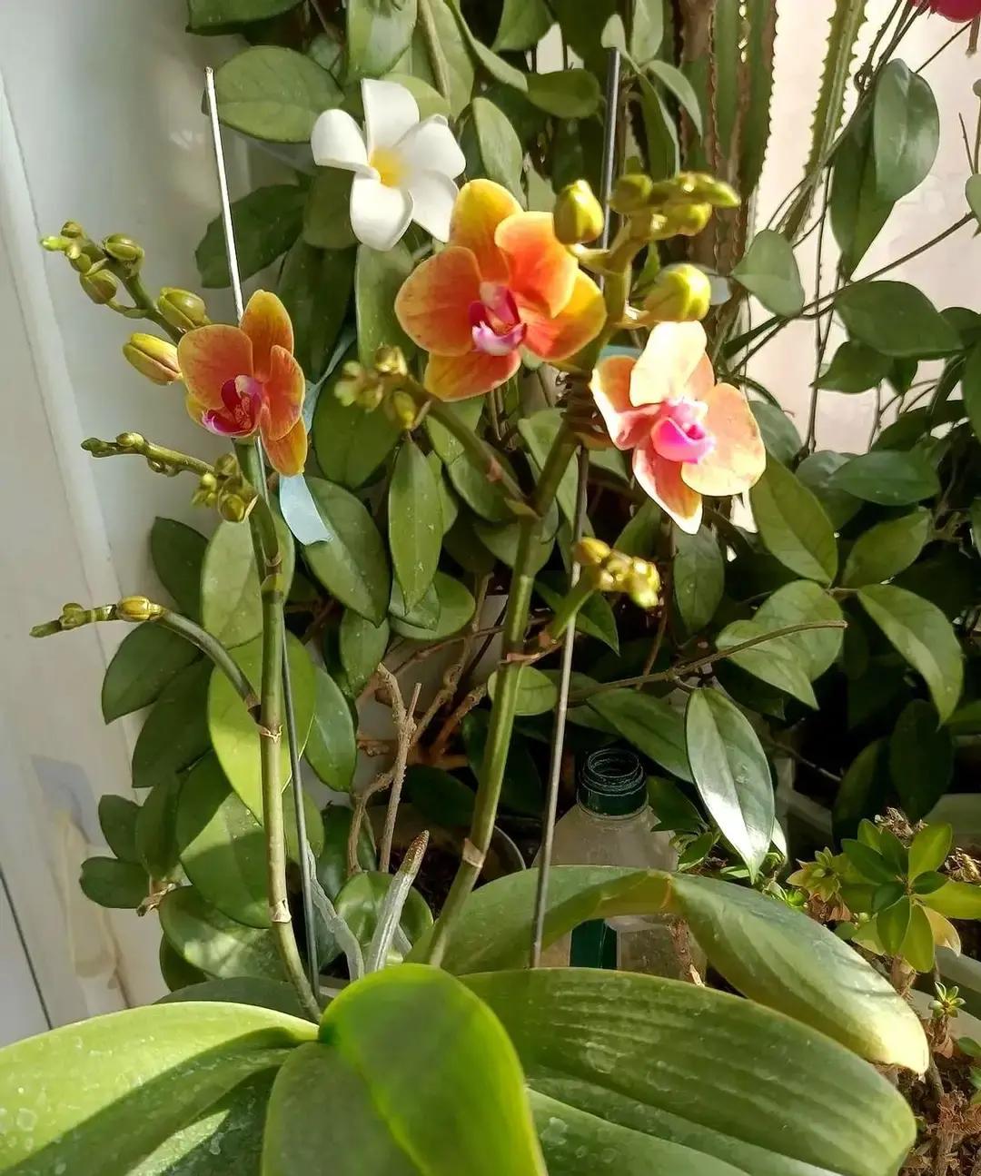 护士小满四年前花59块买了盆蝴蝶兰，没施肥没补光，连自来水都懒得晒，就搁窗台边，