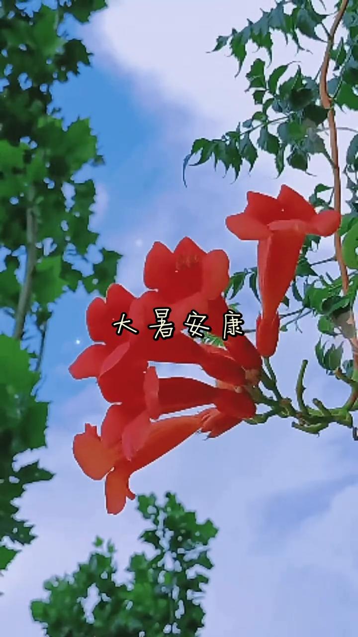 大暑安康。
今天是大暑节气，一年中最热的时期，二十四节气恰好走完一半。愿你往后的