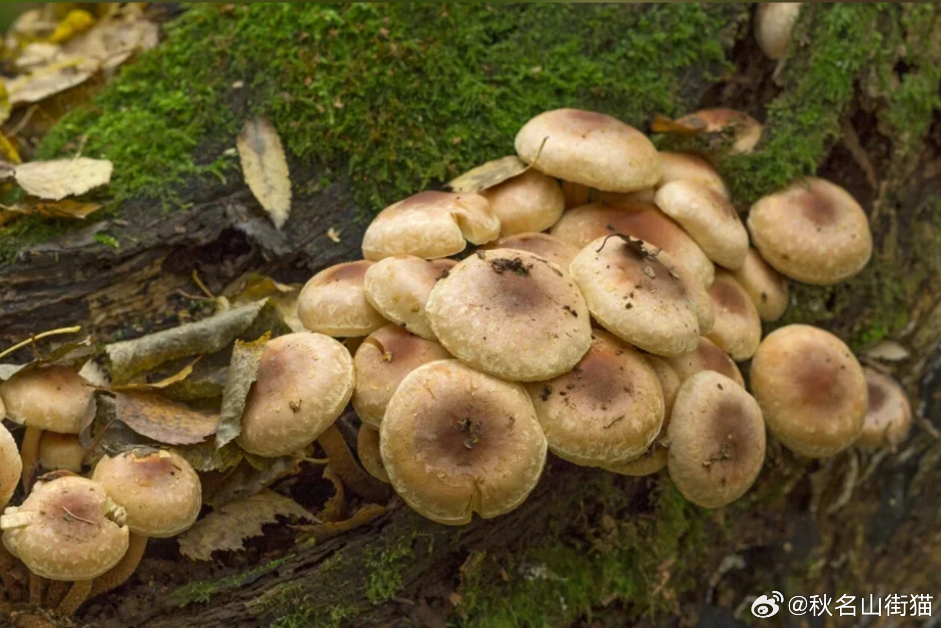 大阪市区大量冒出肥美毒蘑菇！男子误食后送医 专家却发现其抗癌潜力海外新鲜事 据日