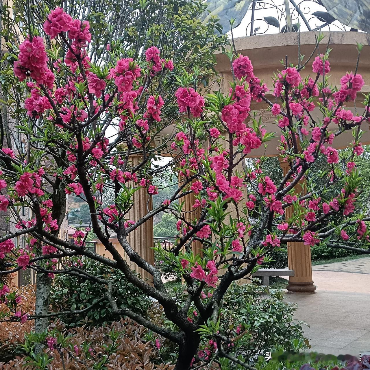 春日生活打卡季桃花依旧笑春风