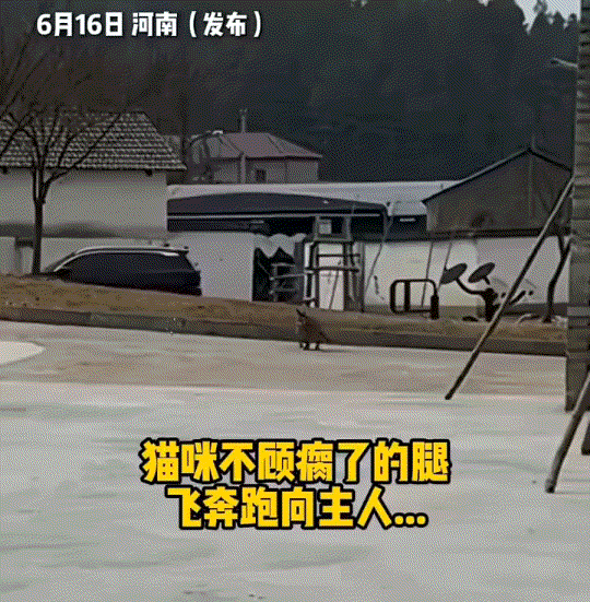 河南，一女子发视频分享，家中养了两年多的腿脚残疾猫咪，因最近掉毛多被家里人偷偷放