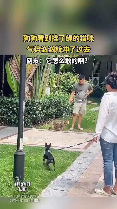 狗狗看到拴了绳的猫咪气势汹汹就冲了过去。网友：它怎么敢的啊？
5月25日，河南郑