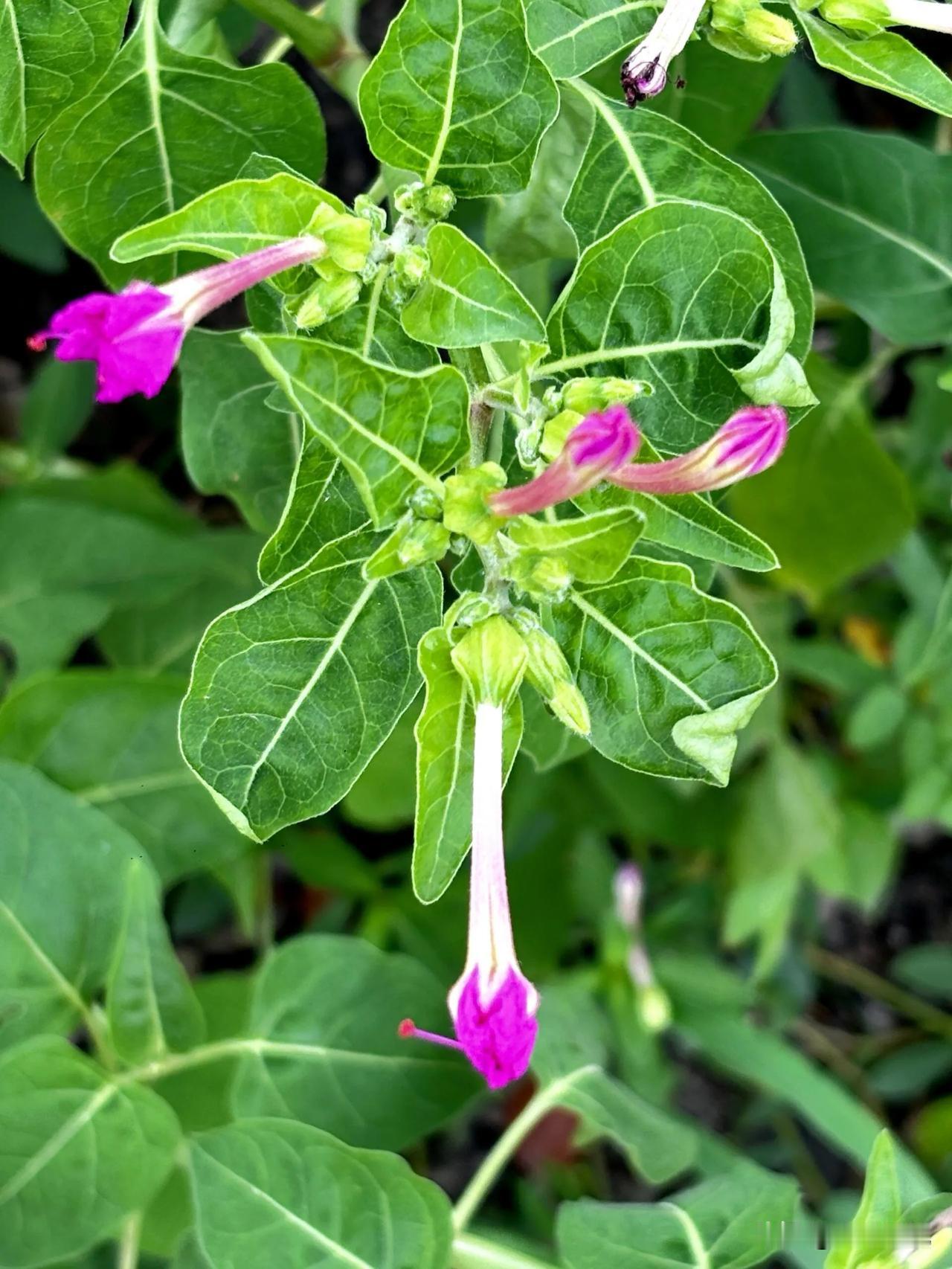 暮色里的胭脂客

世人唤我紫茉莉，实则与茉莉本无亲缘。茉莉属木犀，而我乃紫茉莉科