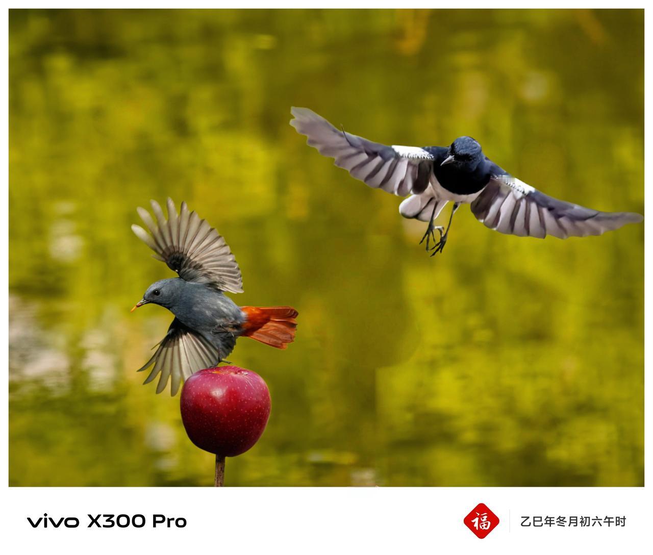 《苹果香》
        这个标题很有巧思，和“弱肉强食”的内涵形成了巧妙的反