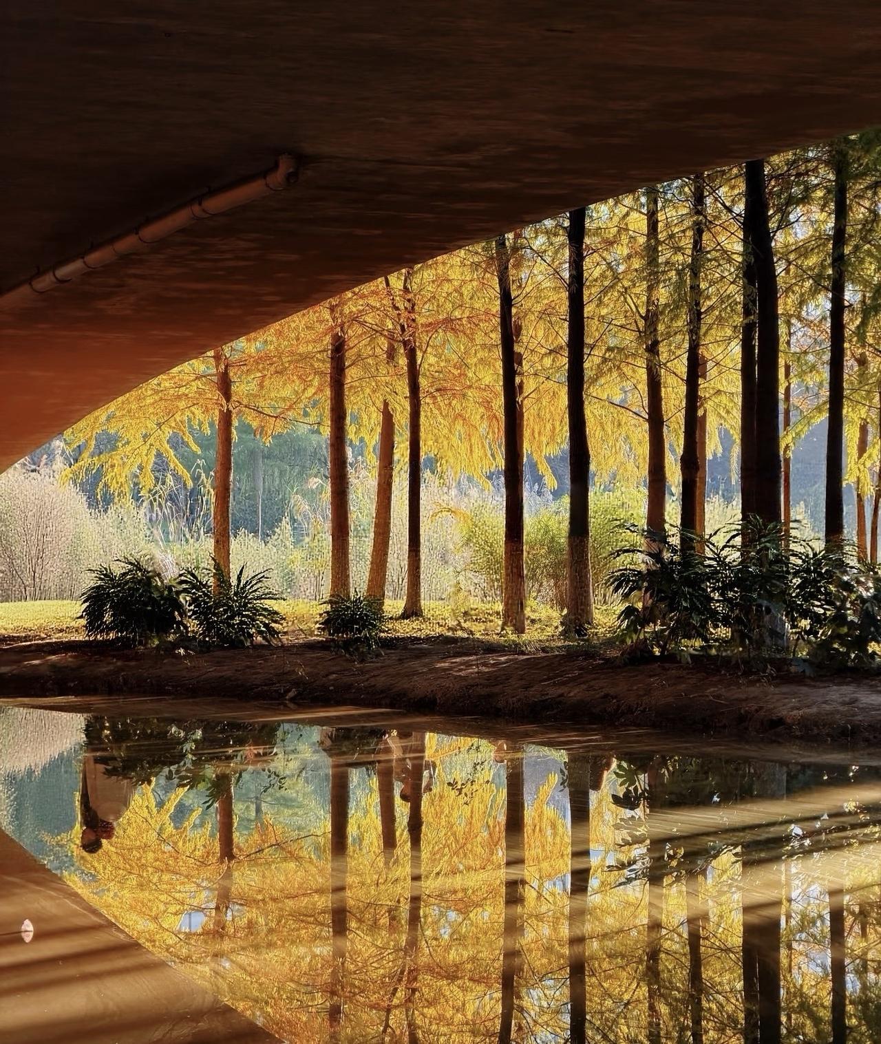 水杉把秋天站成一种笔直的告别。
我走入这片锈红色的寂静，听见
每片针叶落水时都打