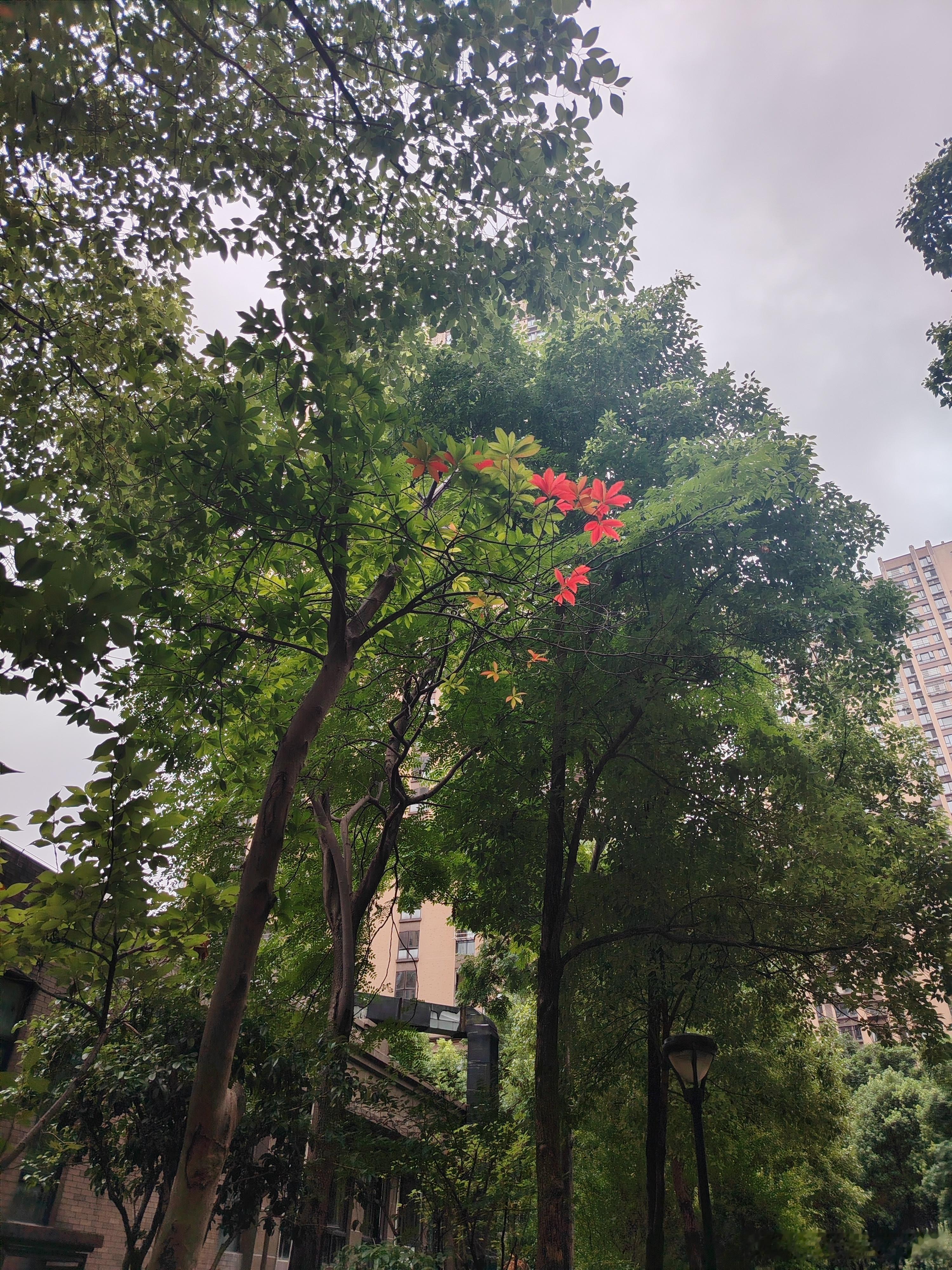 秋的味道，写在三两叶。